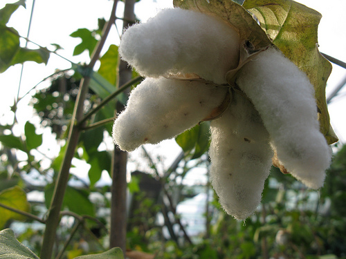 Cotton Plant from dnfisher Flickr