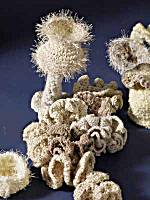 Crochet coral reef