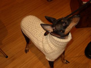 dog wearing sweater