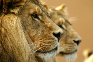 Two Lions