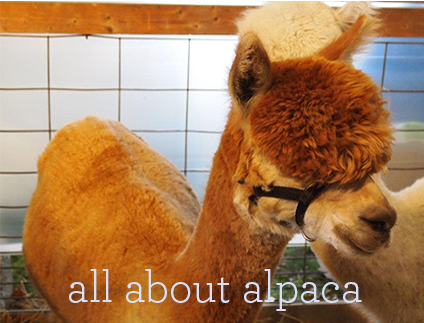 All About Alpaca Yarn