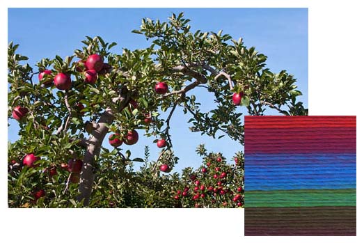 Apple Orchard 1