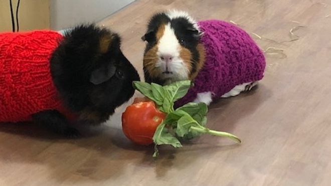 Guinea Pig Sweaters
