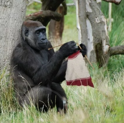 Gorilla Knitting